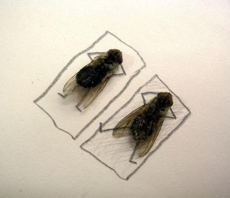 humor-with-dead-flies03.jpg