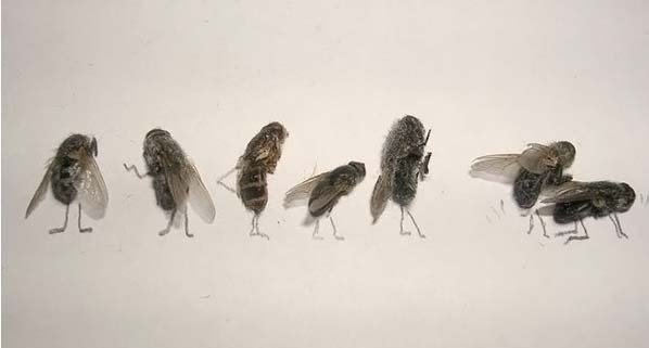 1255425048_dead_flies_art_15.jpg