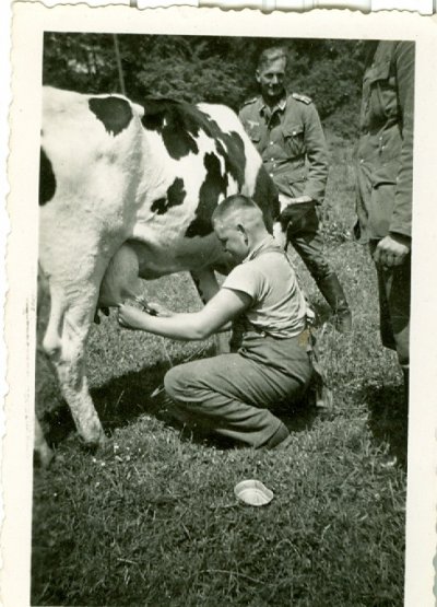 Korova.jpg