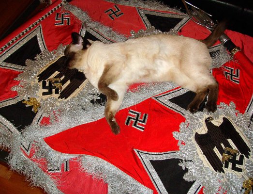 ГитаCat.jpg